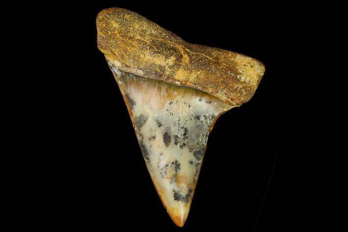Colorful Mako/White Shark Tooth Fossil - Sharktooth Hill, CA #122701